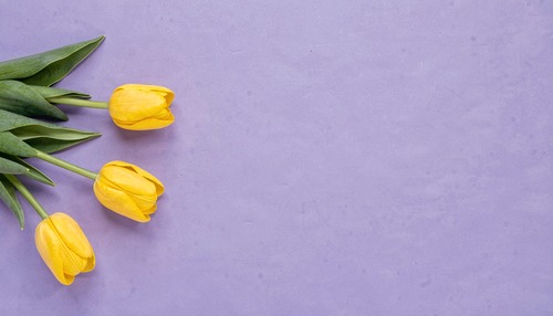 Yellow Tulips on Purple Background