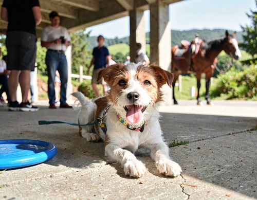 Happy Dog Under Bench