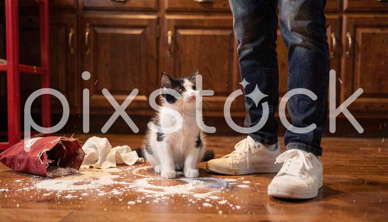Floury Kitten and Human