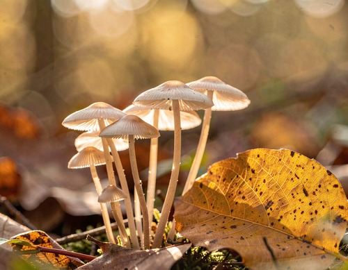 Mushrooms on Sunlit Leaf