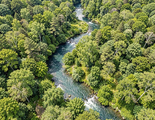 River Through Lush Forest Aerial View