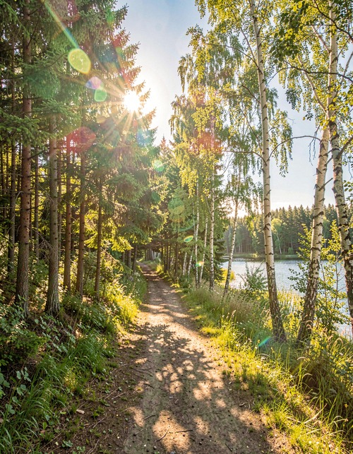 Sunlit Forest Path by Lake