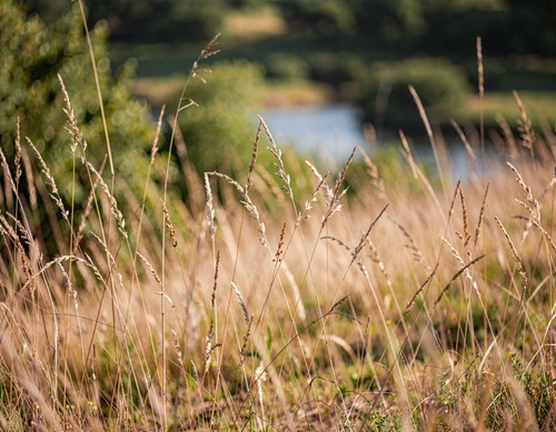 Golden Grasses in a Sunlit Field