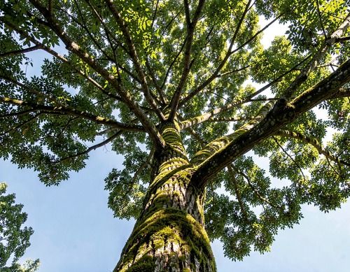 Towering Tree Canopy