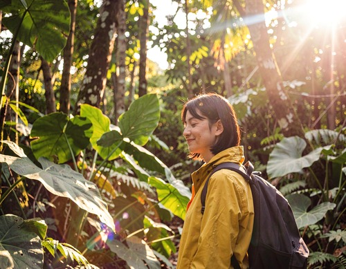 Sunlit Forest Wanderer