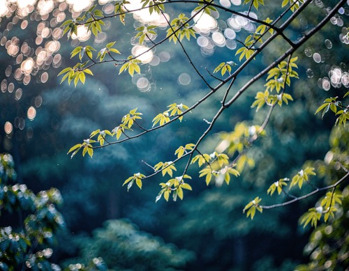 Sunlit Forest Bokeh Branches