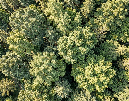 Aerial Forest Canopy View