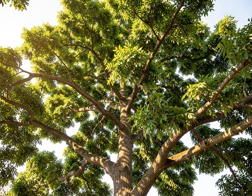 Sunlit Tree Canopy