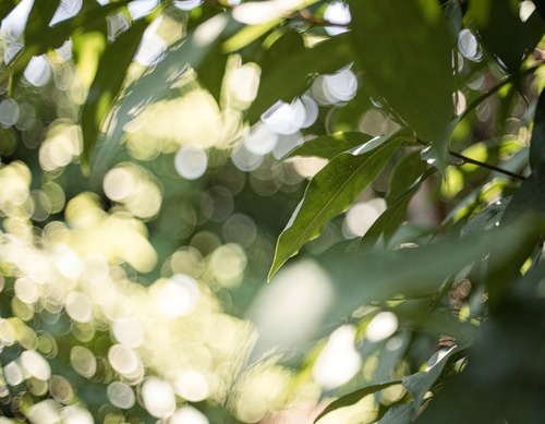 Soft Green Foliage Blur