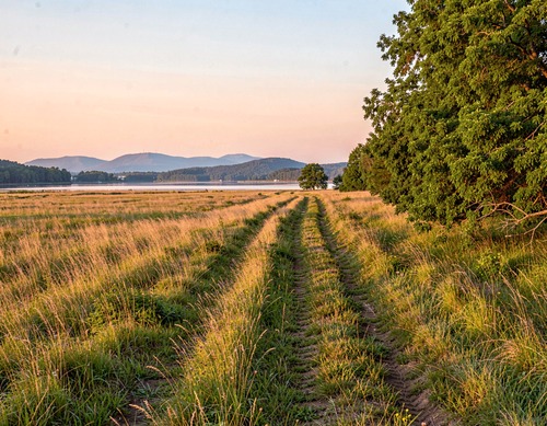 Golden Path at Sunset