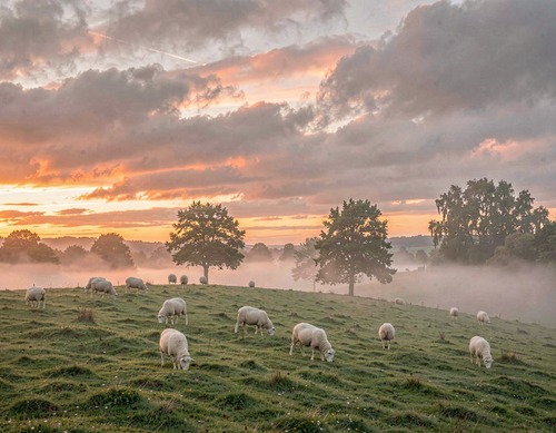 Sunset Sheep in Misty Fields