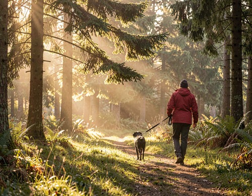 Sunlit Forest Walk with Dog