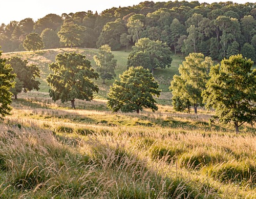 Sunlit Meadow with Golden Grasses