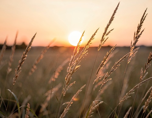 Golden Sunset Grasses
