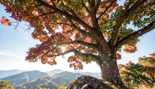 Autumn Tree Over Rock Mountain