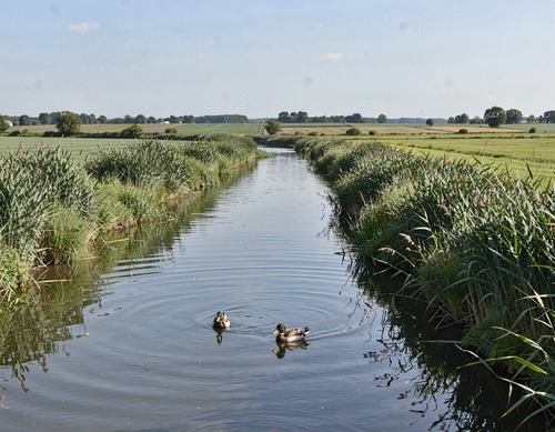 Serene River with Reeds