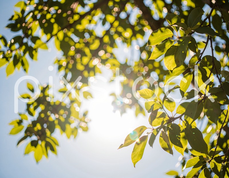 Sunlight Through Tree Branches