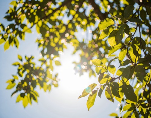 Sunlight Through Tree Branches