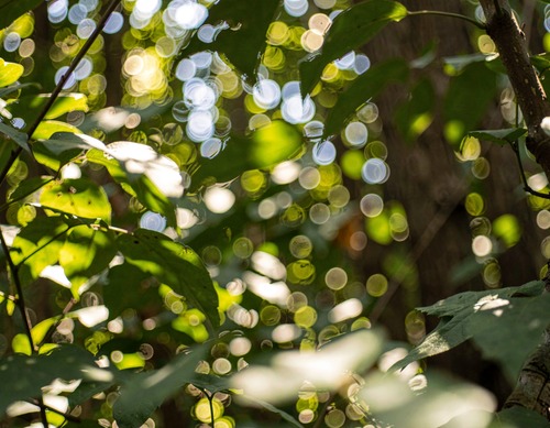 Sunlit Forest Bokeh