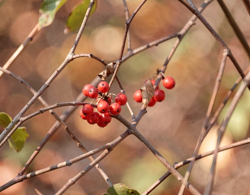 Autumn Berries in Soft Focus
