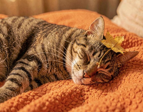 Sleeping Cat with Autumn Leaf