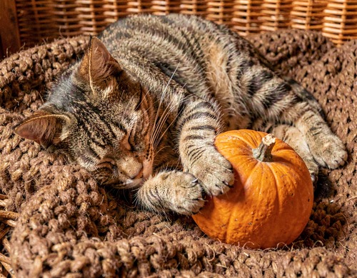 Cozy Cat Napping with Pumpkin